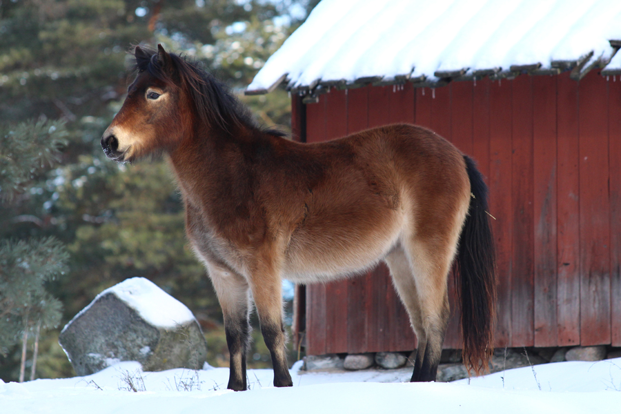 Gotland pony